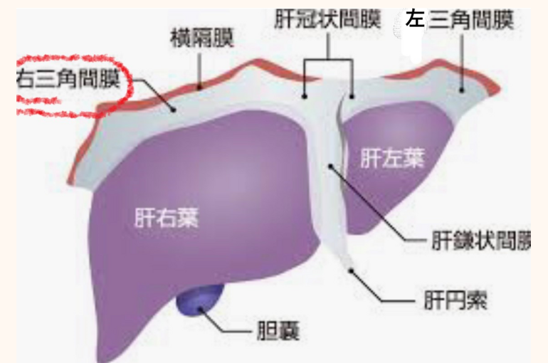 肝臓　ブログ用