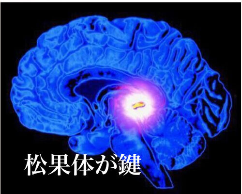 松果体